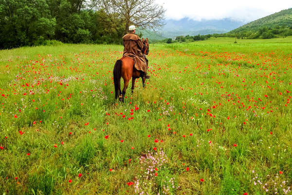 Horse and rider standing in a field of wild flowers
