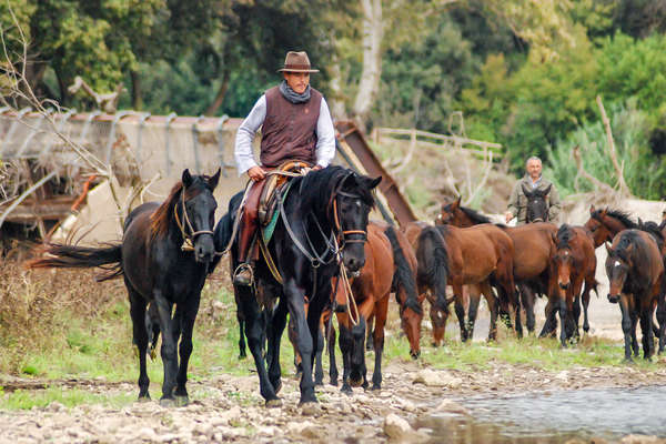 Horse back rider driving a herd of cattle in Tuscany