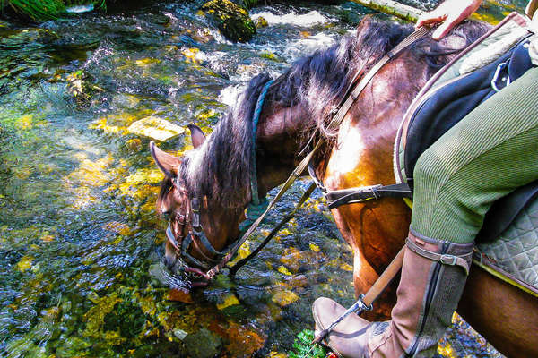 Horse drinking from a river in Brittany