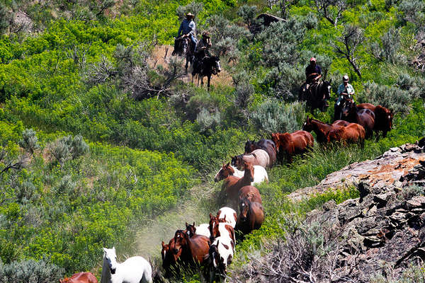 Horse drive in Idaho
