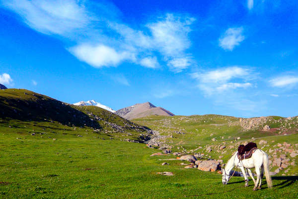 Horse grazing in Kyrgyzstan