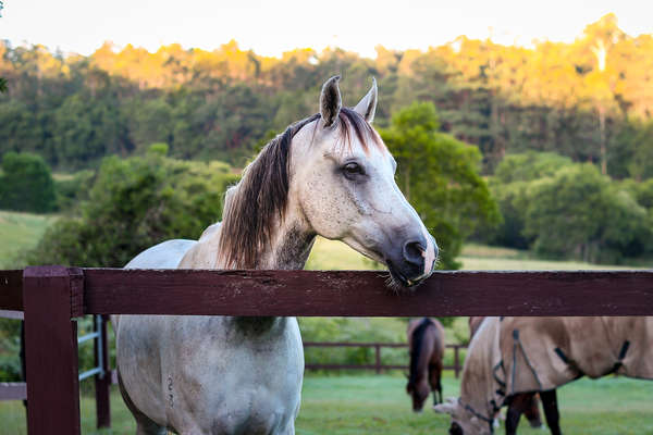 Horse in a pasture in Australia