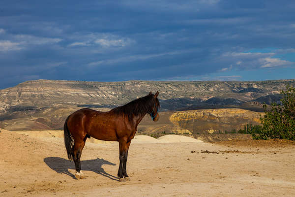 Horse in Cappadocia, Turkey