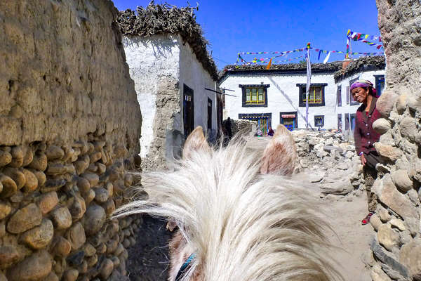 Horse in Nepal, Mustang