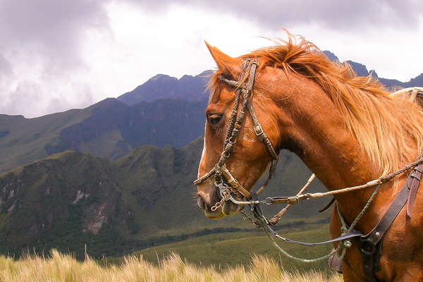 Horse in the Ecuador andes