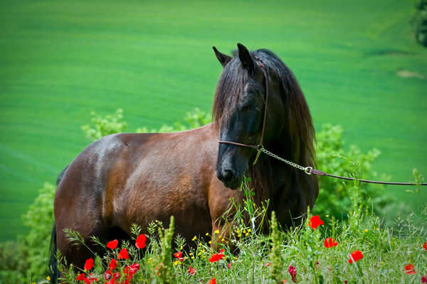 Horse in Tuscany