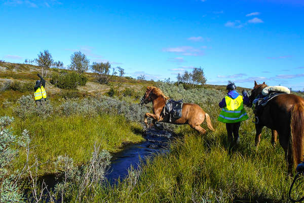 Horse jumping over a small stream in Finland