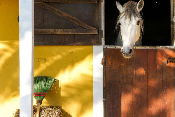 Horse looking outside of his stable at Alcainça school of Dressage