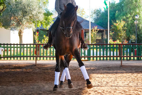 Horse performing dressage moves on a dressage horseback holiday in Spain