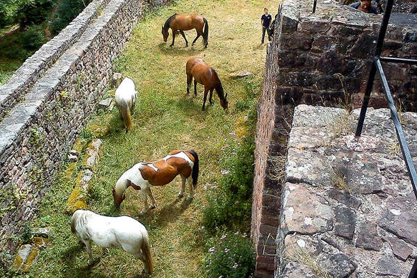 Horse riding in wine region in France