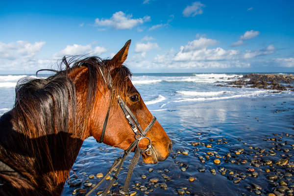 Horse standing on the beach in South Africa