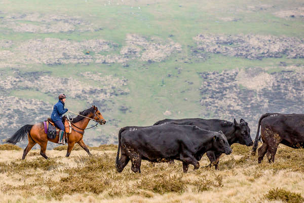 Horseback rider doing some cattle work on a Devon ranch