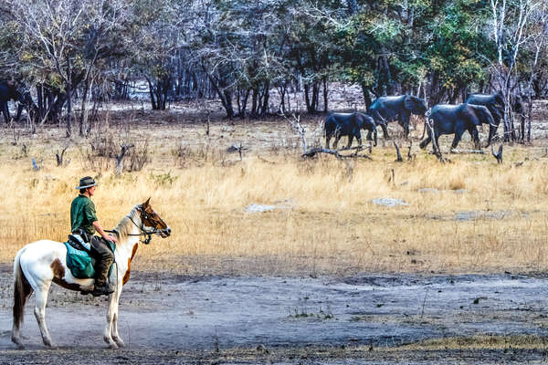 Horseback rider watching a group of elephants on horseback