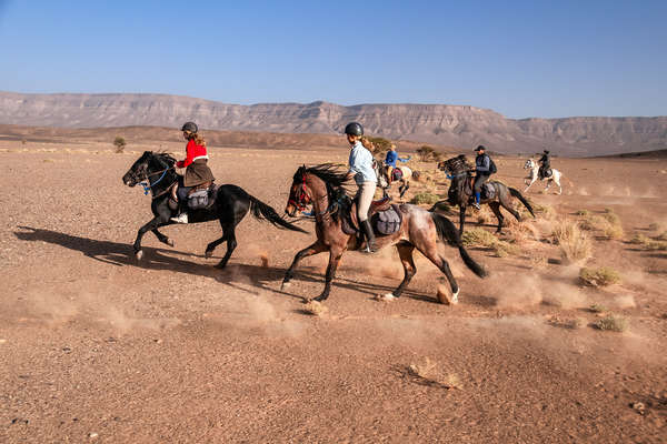 Horseback riders cantering in the Sahara on Barb/Arab stallions