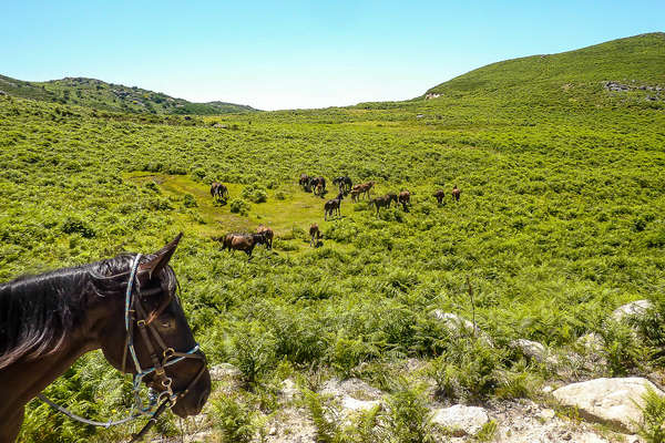 Horseback riders watching Wild Garrano horses in Peneda-Geres National park
