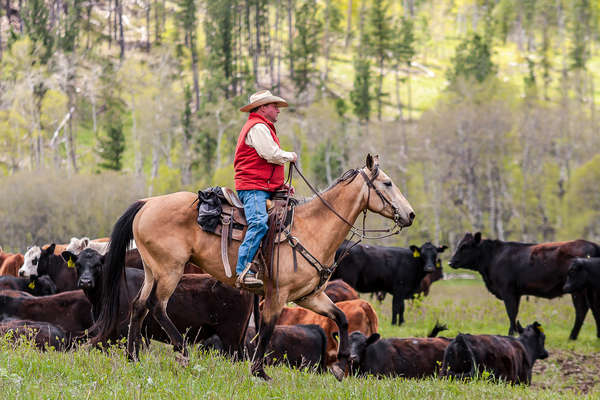 Horseback riding holiday at the Kara Creek ranch, Wyoming
