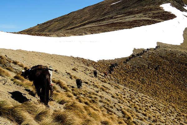Horseback riding trail across New Zealand with Equus Journeys