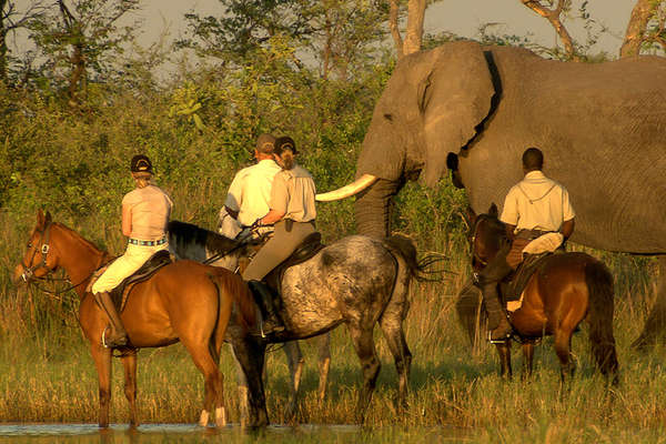 Horseback safari and elephant