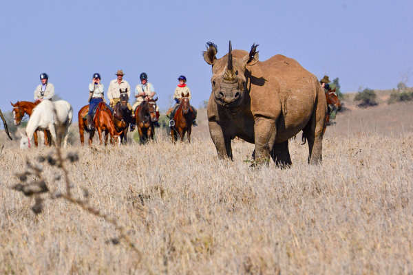 Horseback safari in Kenya: riders watching rhino in the saddle