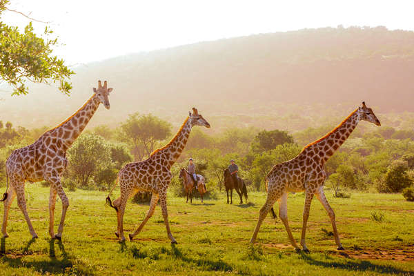 Horseback safari in South Africa, Ant's Lodges