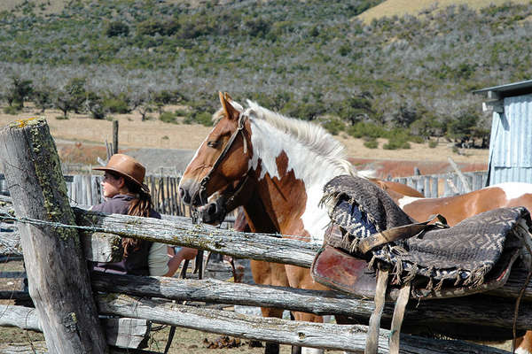 Horseback trail and horse drive in Chile 