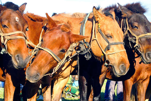 Horseback trail ride in Mongolia