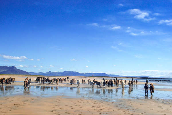 Horseback vacation in Iceland