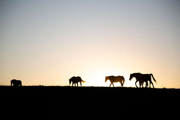 Horses against the sunset in South Africa
