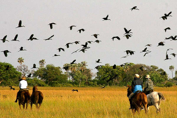 Horses and bird flight in Botswana