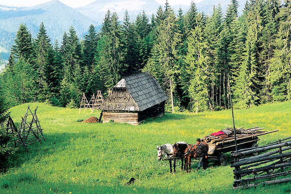 Horses and local in Transylvania, Romania