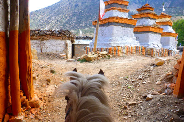 Horses and Nepalese temples