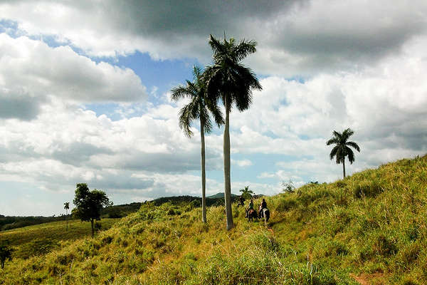 Horses and palm trees in Cuba