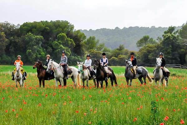 Horses and riders standing in a beautiful field of wild flowers