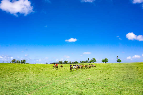Horses and riders standing on a plain