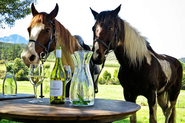 Horses and wine in the Winelands