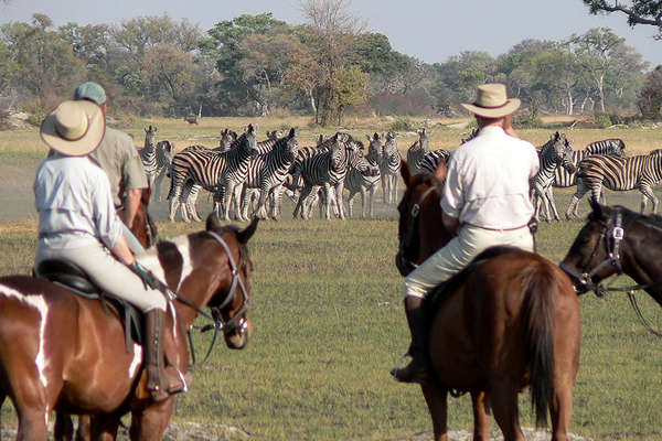 Horses and zebras in Botswana