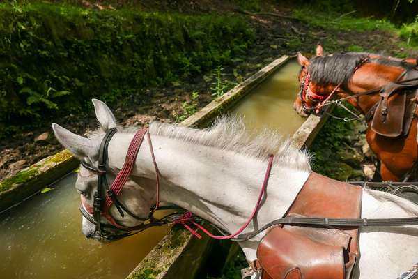 Horses drinking from a fountain in Transylvania