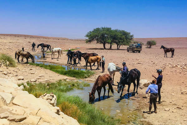 Horses drinking water from a puddle in Namibia