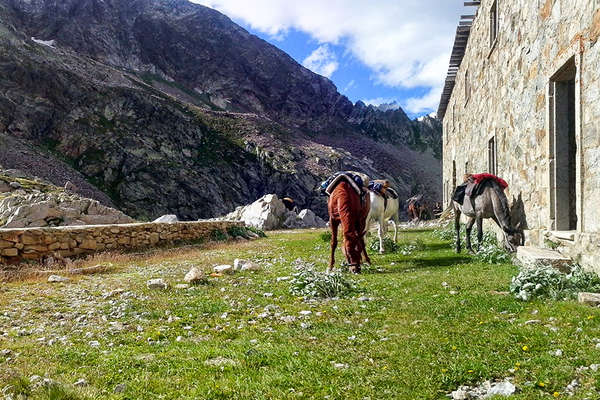 horses grazing in Mercantour