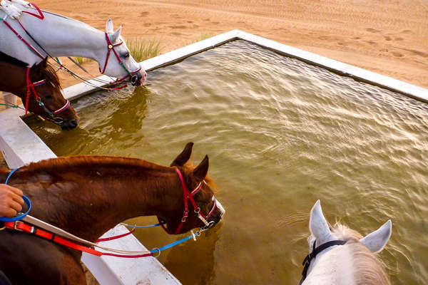 Horses having a drink in the desert