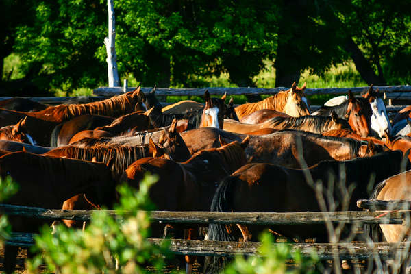 Horses in a paddock at the Dryhead ranch