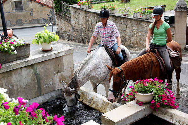 Horses in a Poitou village