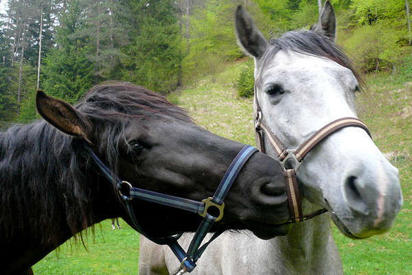 Horses in Bulgaria