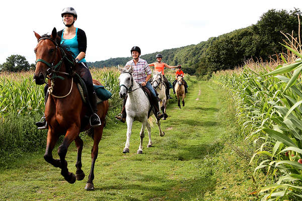 Horses in cornfield