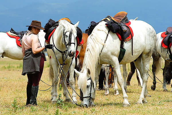 Horses in Gredos Mountains in Spain