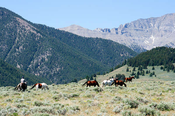 Horses in Idaho in USA
