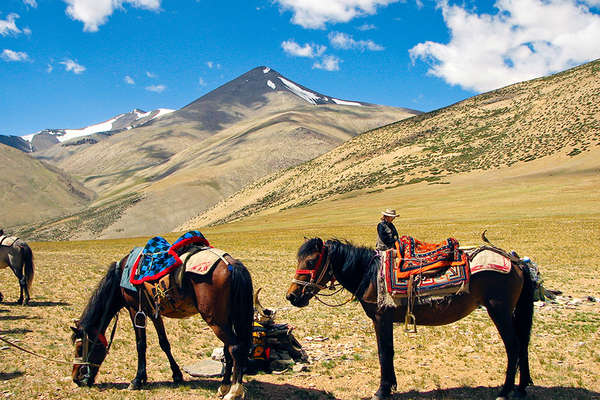 Horses in Ladakh - The Little Tibet.