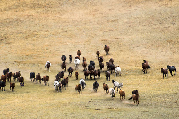 Horses in Mongolia 