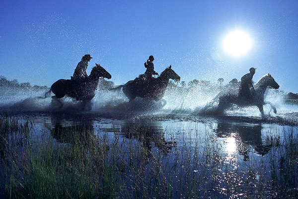 Horses in Okavango Delta