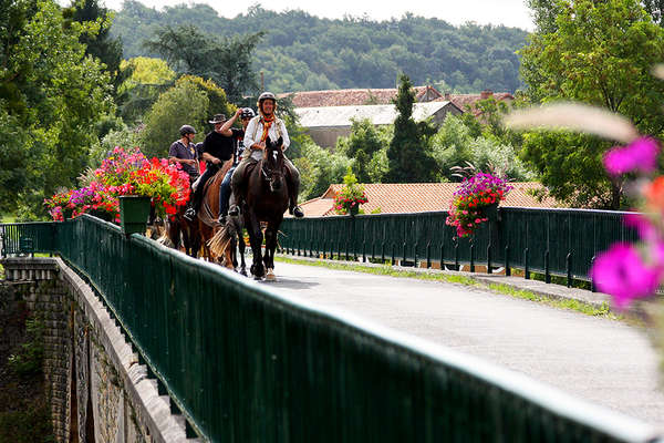 Horses in Poitou